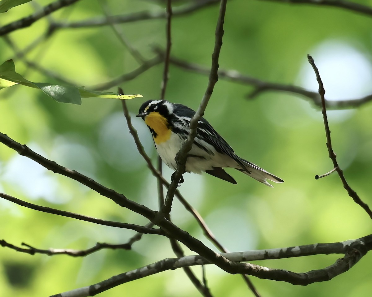 Yellow-throated Warbler - ML575993211