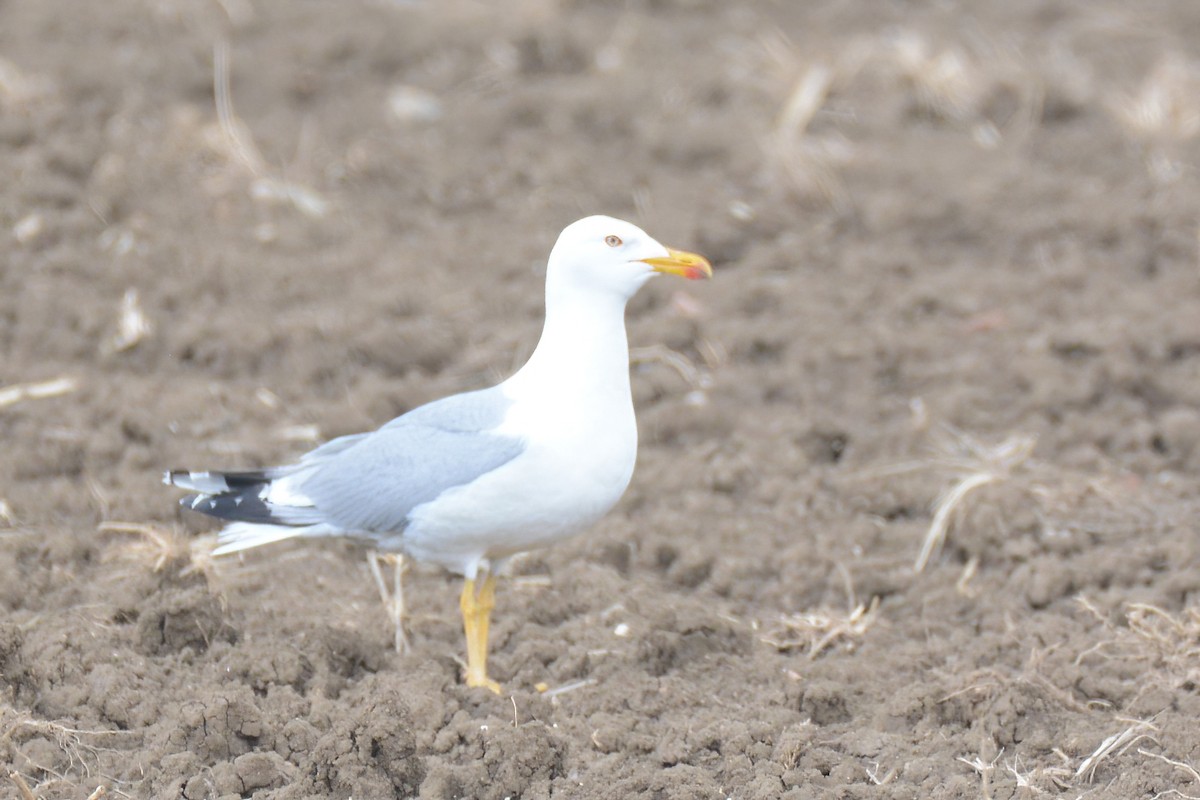 Yellow-legged Gull - Ergün Cengiz