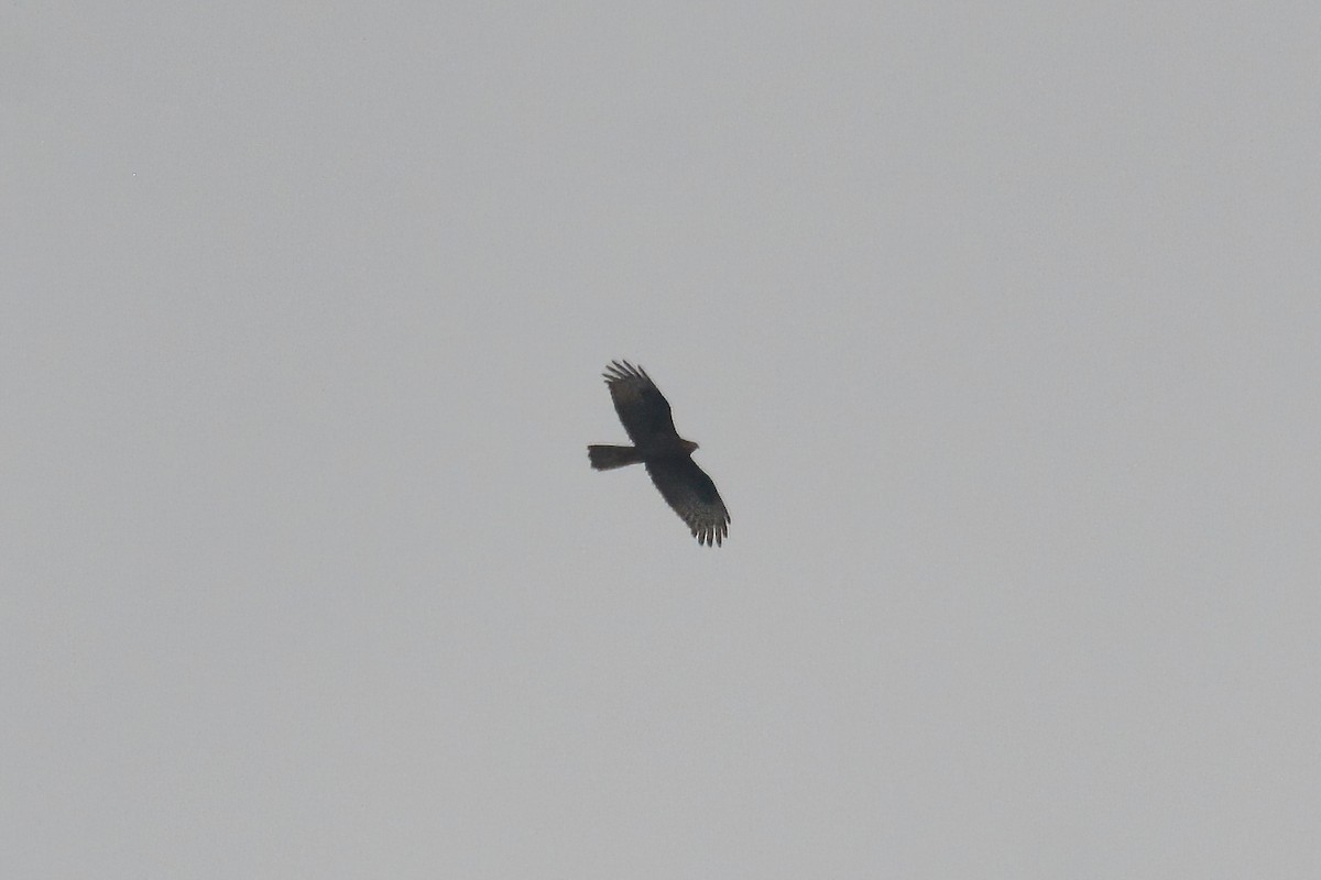 European Honey-buzzard - ML575993281