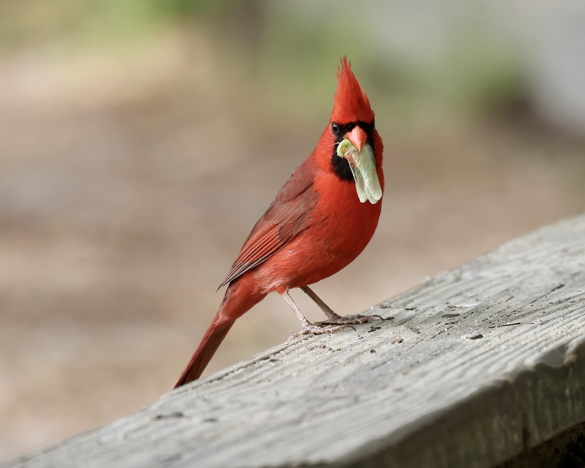 Northern Cardinal - ML575993291