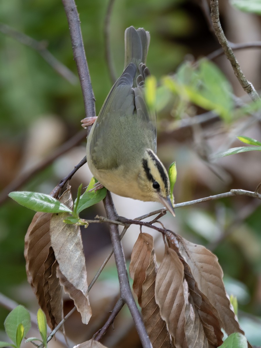 Worm-eating Warbler - ML575993431