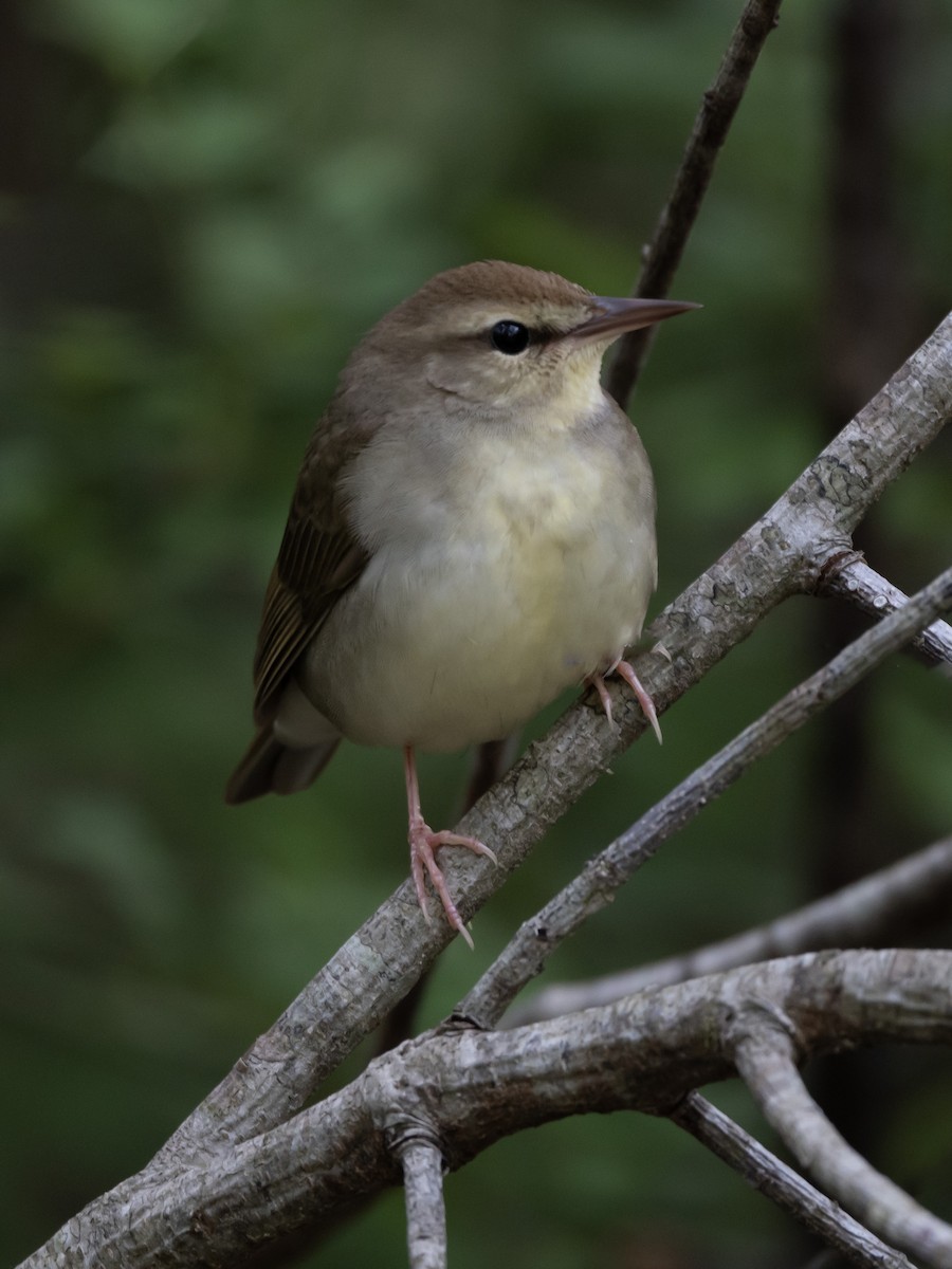 Swainson's Warbler - ML575993801