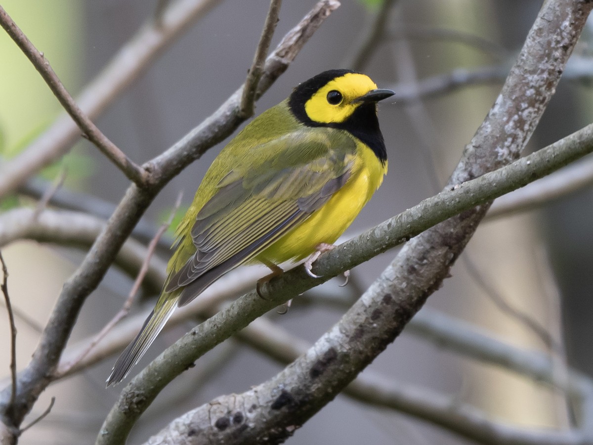 Hooded Warbler - ML575993901