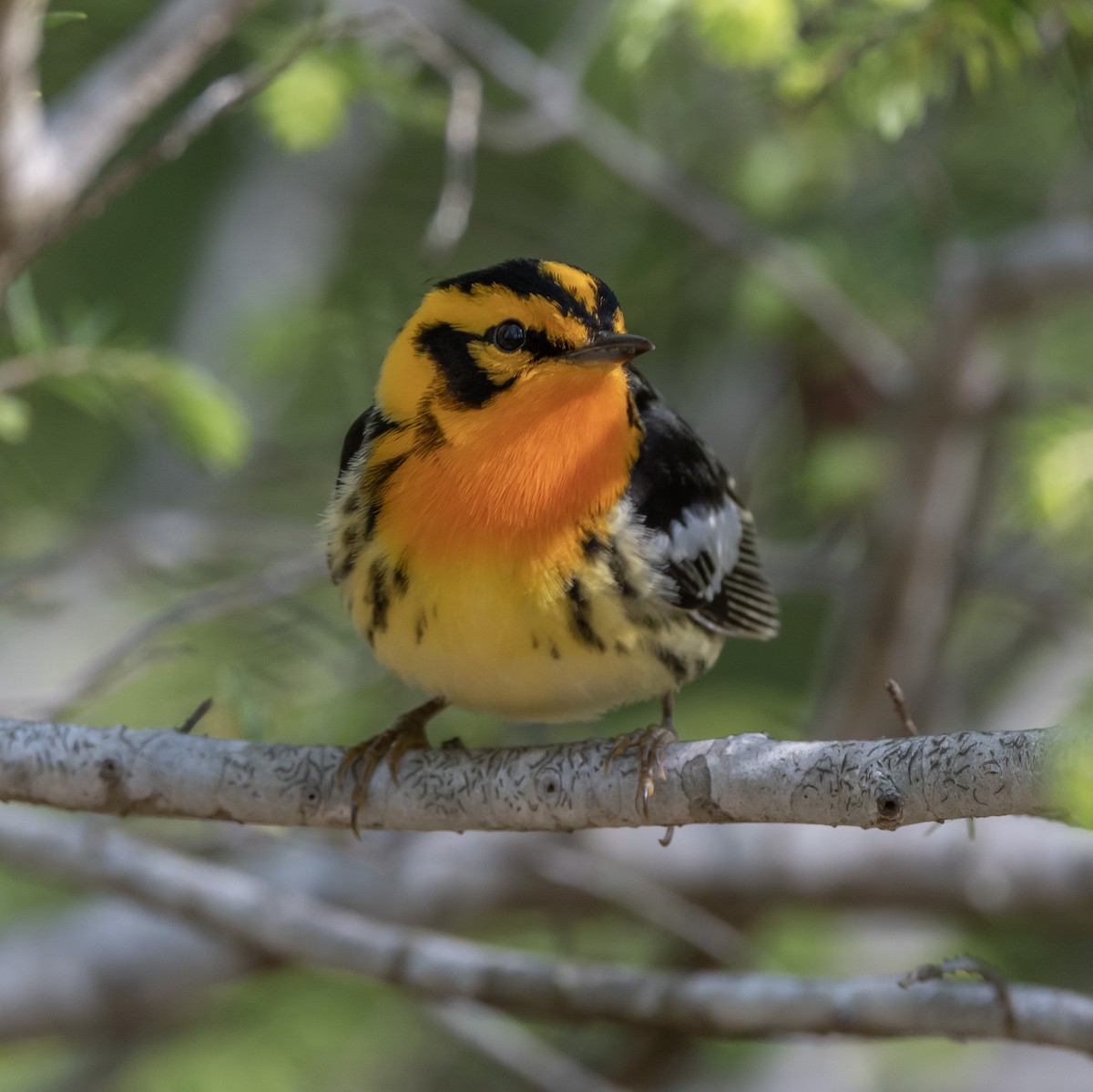 Blackburnian Warbler - ML575993971