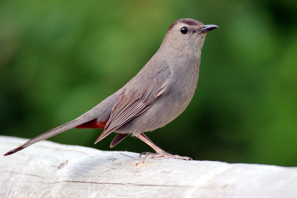 Gray Catbird - ML575993991