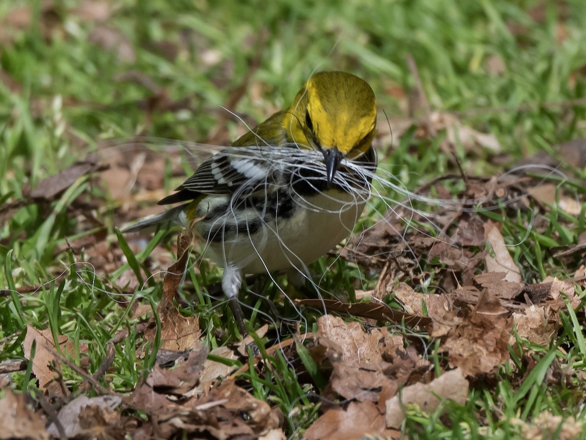 Black-throated Green Warbler - ML575994081