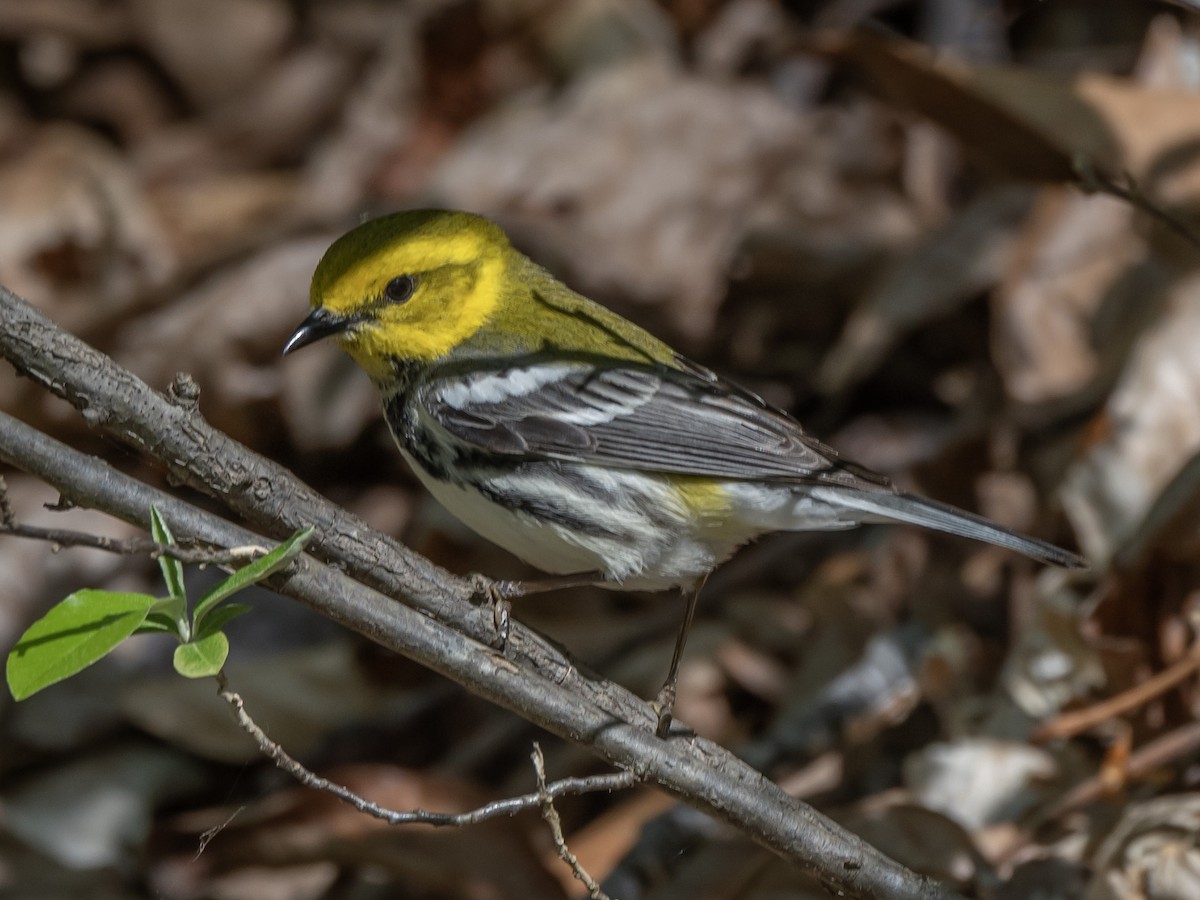 Black-throated Green Warbler - ML575994091