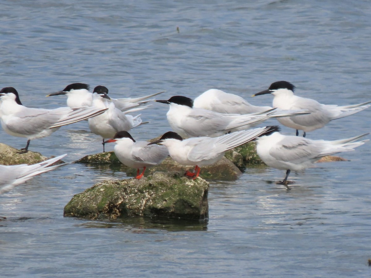 Roseate Tern - ML575994501