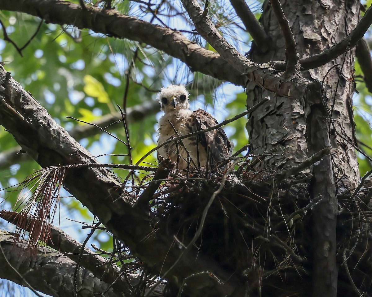 Red-shouldered Hawk - ML575994511