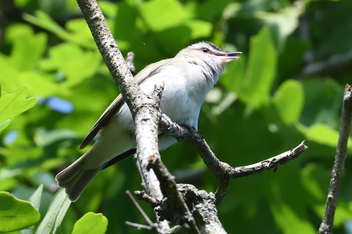 rødøyevireo - ML575995551