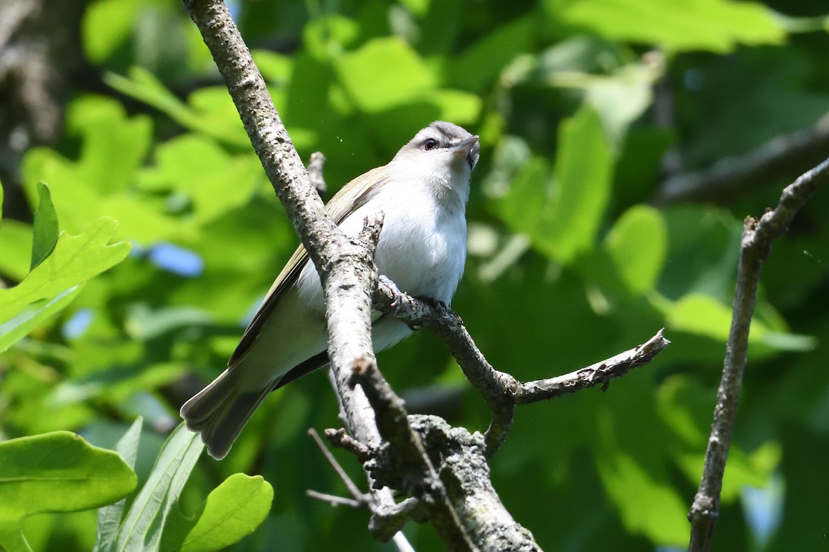 rødøyevireo - ML575995561