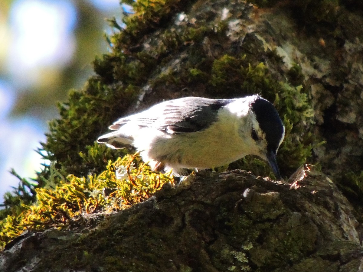 White-breasted Nuthatch - Roger Lambert