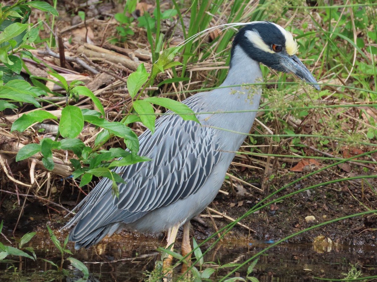 Yellow-crowned Night Heron - ML575995681