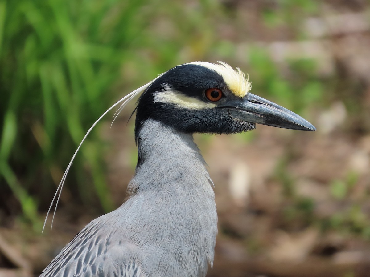 Yellow-crowned Night Heron - ML575995881