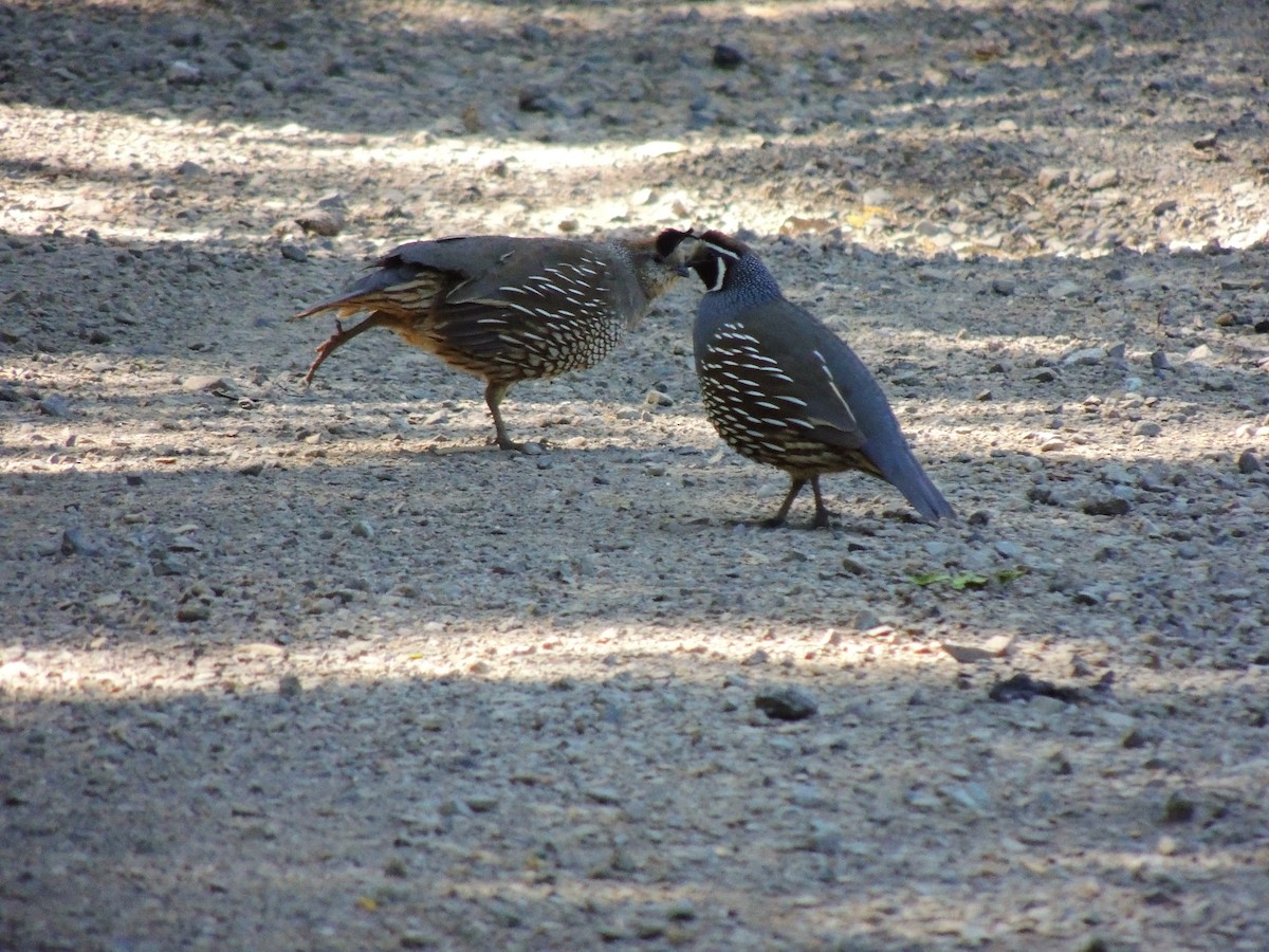 California Quail - Roger Lambert