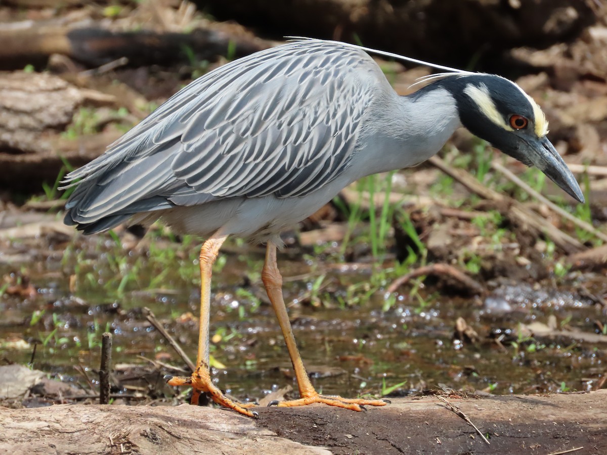 Yellow-crowned Night Heron - ML575996471