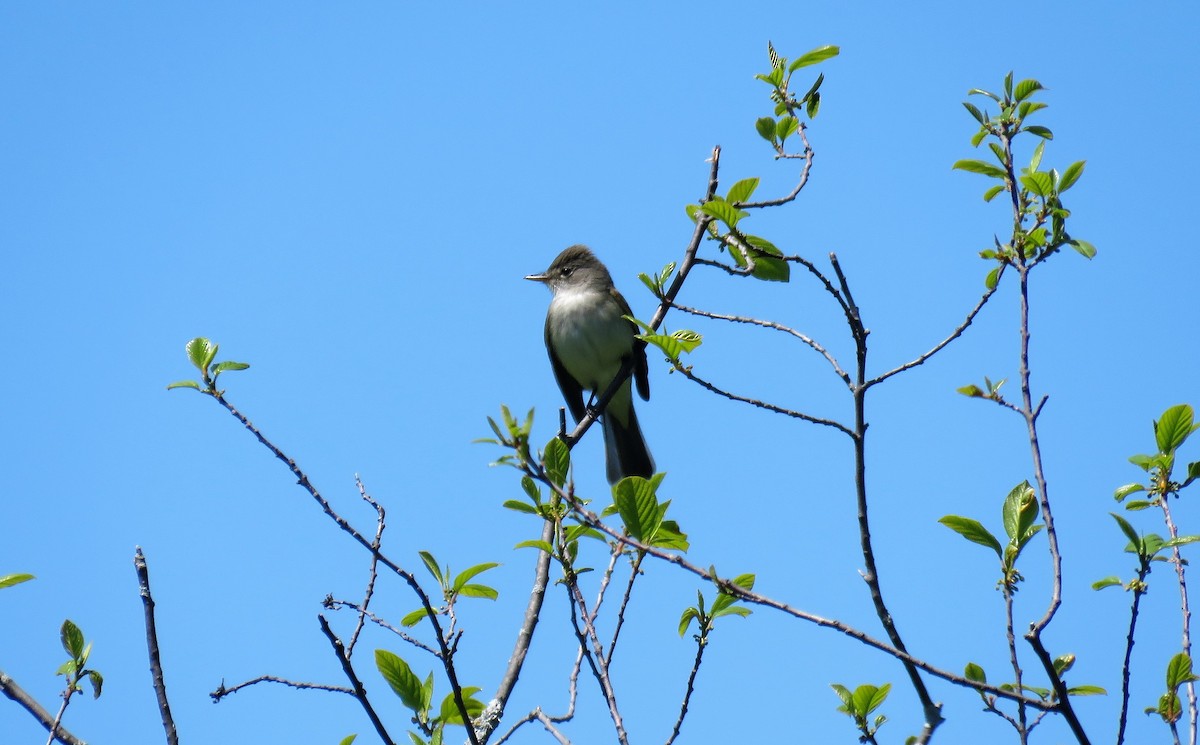 Willow Flycatcher - ML575996771