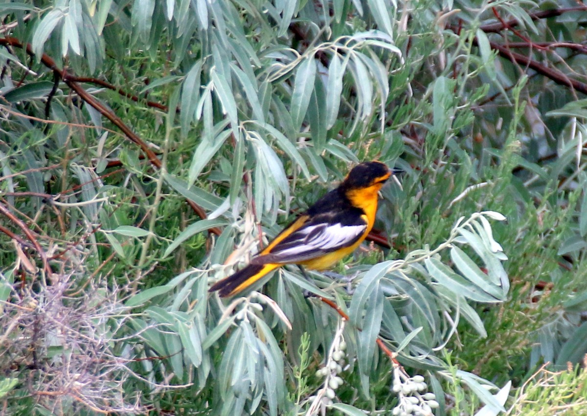 Bullock's Oriole - ML575996821