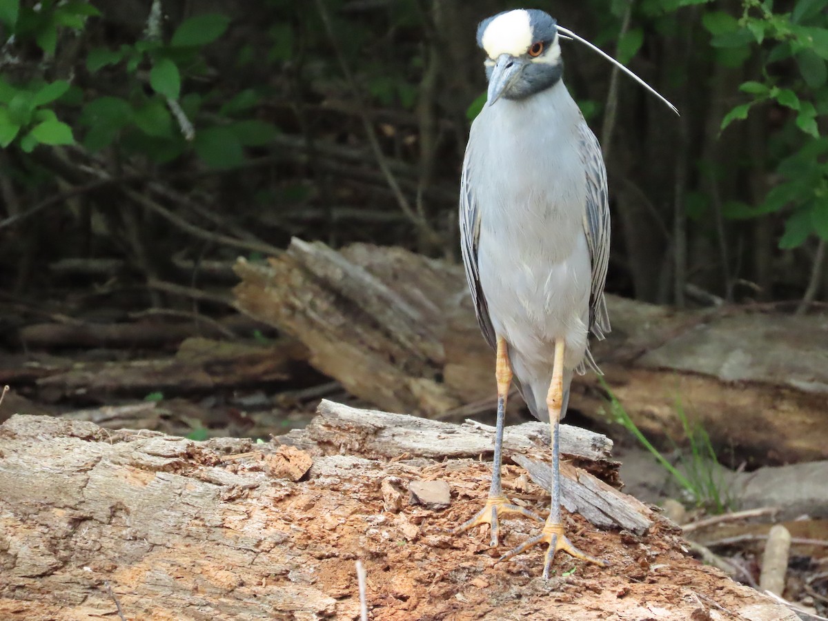 Yellow-crowned Night Heron - ML575997051