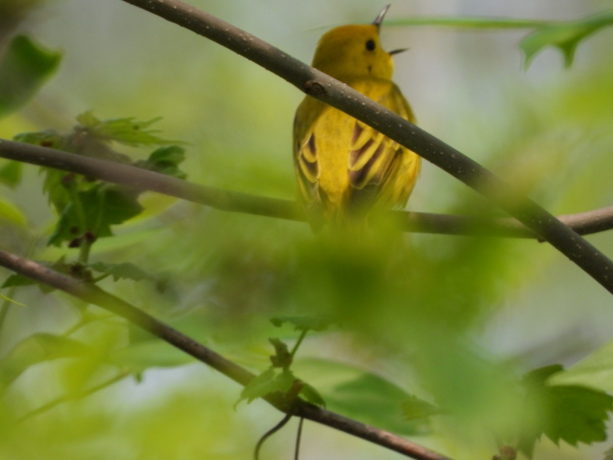 Yellow Warbler - Jean Hampson