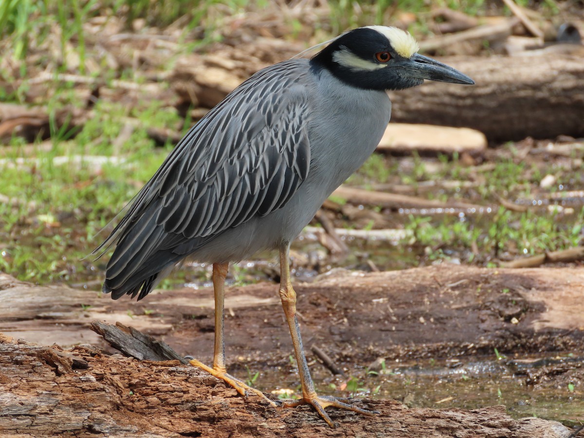 Yellow-crowned Night Heron - ML575997321