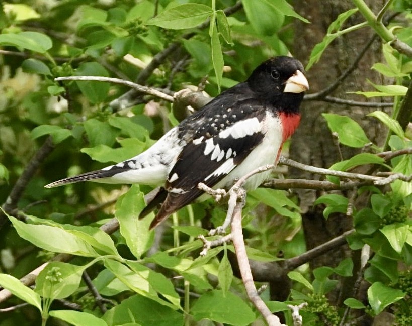 Rose-breasted Grosbeak - Jean Hampson