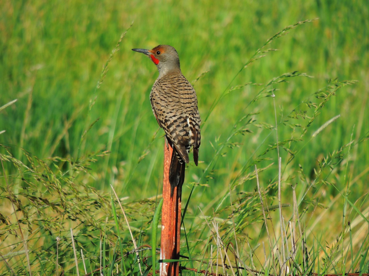 Northern Flicker - ML575997591