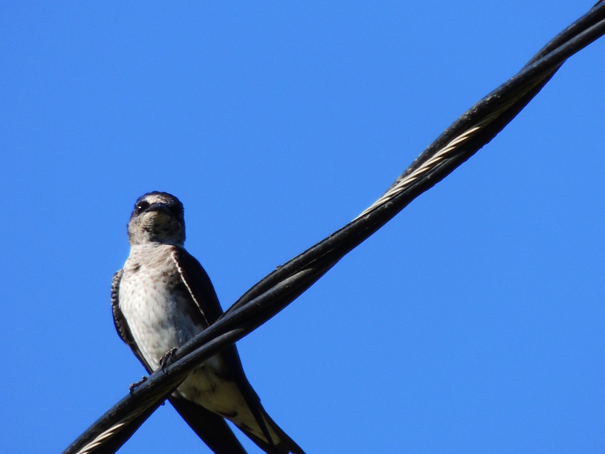 Purple Martin - ML575997831