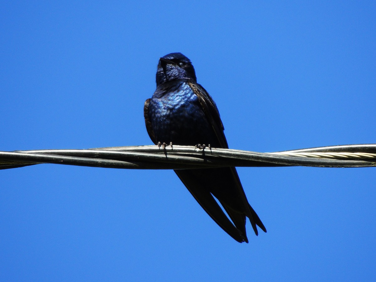 Purple Martin - Roger Lambert