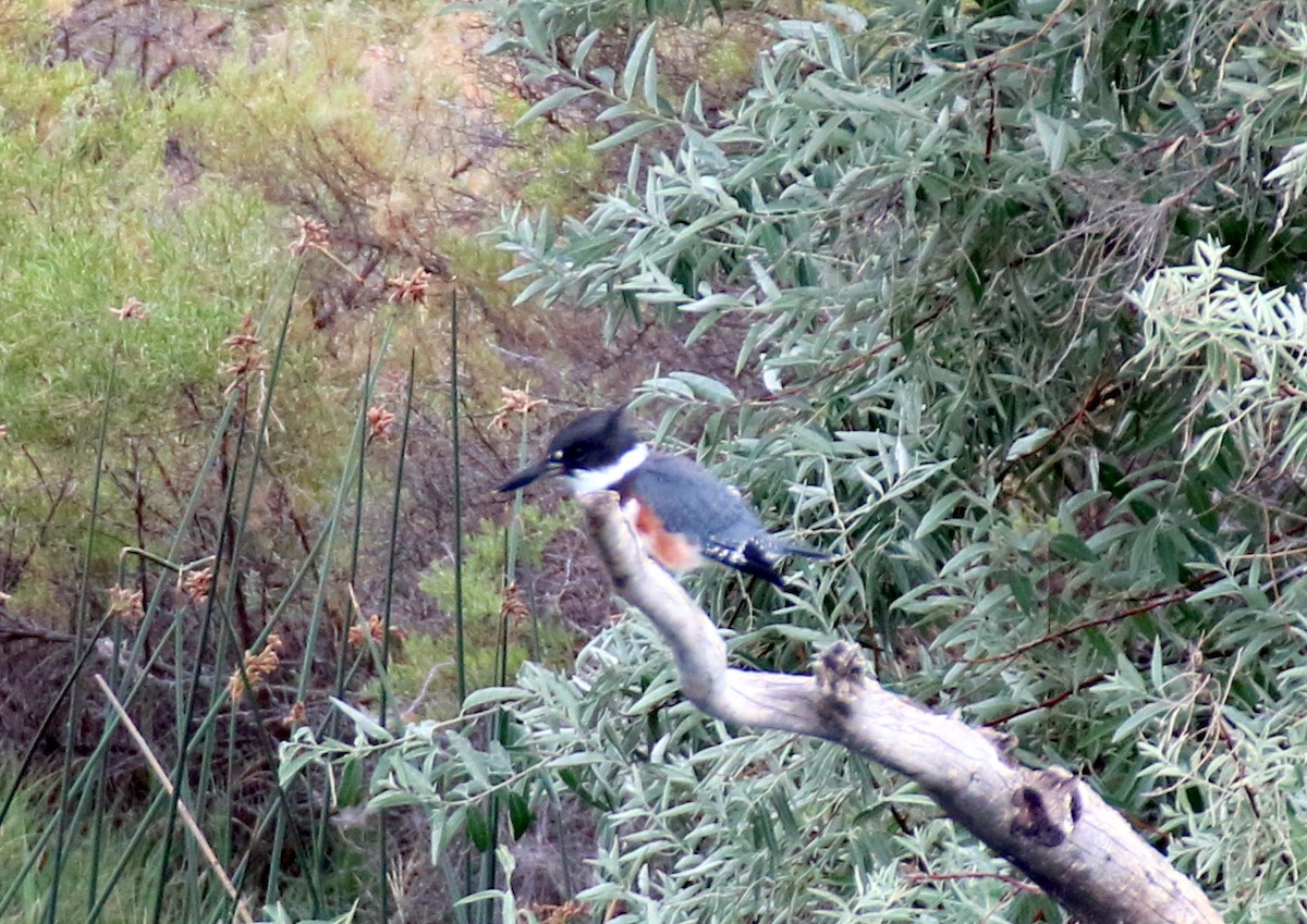Belted Kingfisher - ML575999261