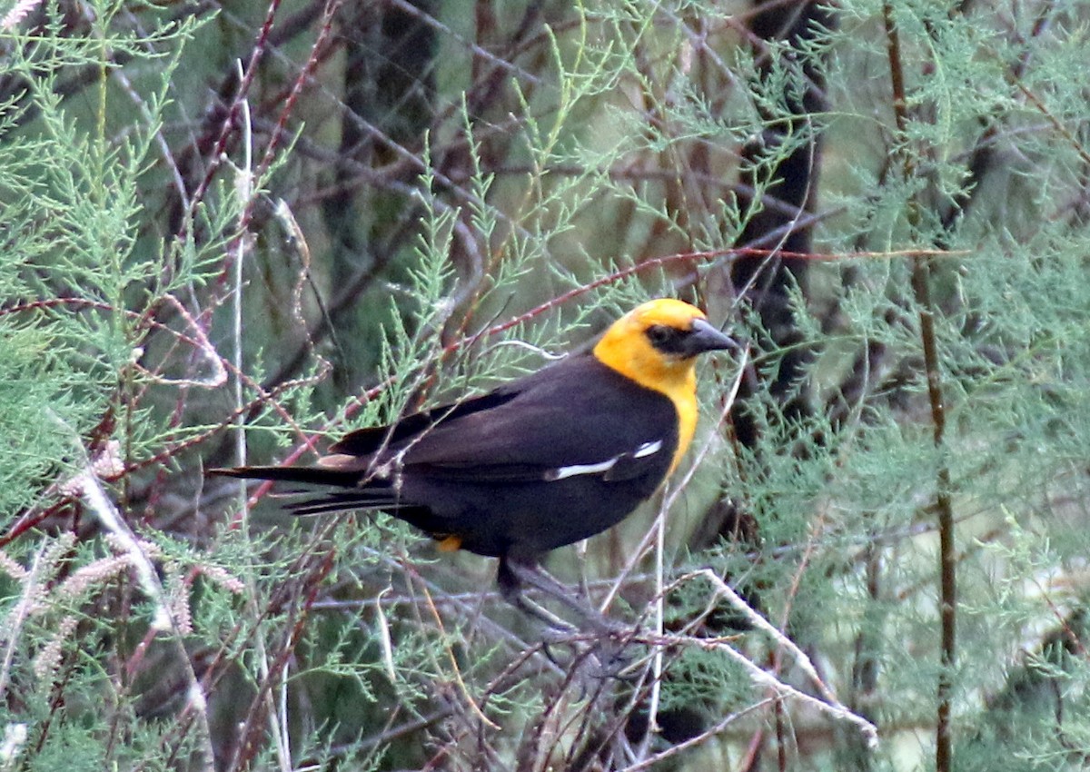 Yellow-headed Blackbird - ML575999341