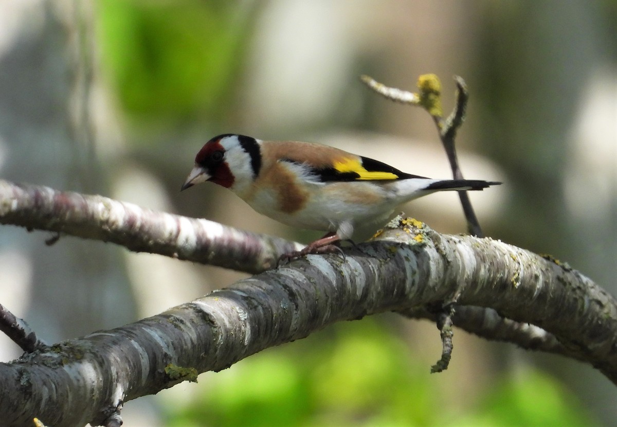 European Goldfinch - ML576003611