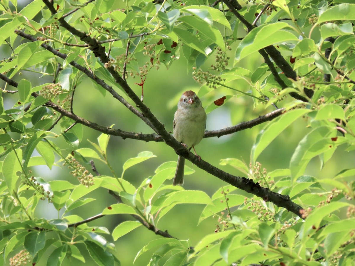 Field Sparrow - ML576004161