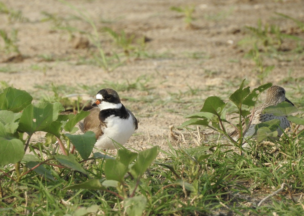 Semipalmated Plover - ML57600451