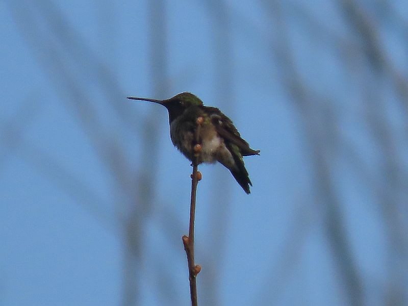 Colibri à gorge rubis - ML576005571