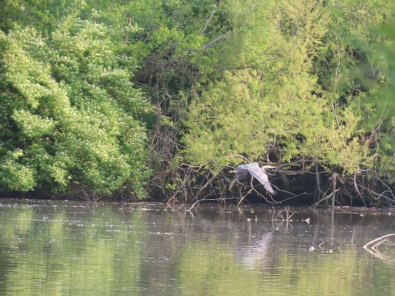 Great Blue Heron - ML576005741