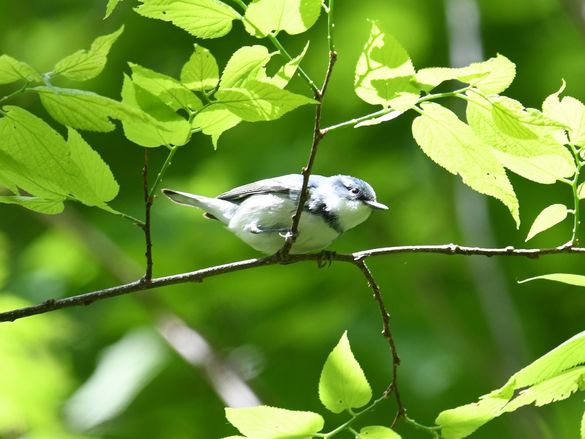 Cerulean Warbler - ML576006231