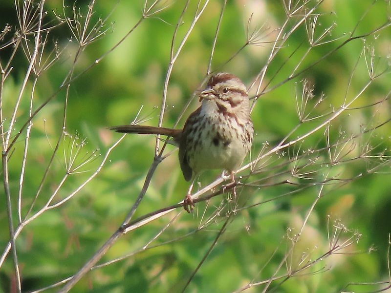 Song Sparrow - ML576006251