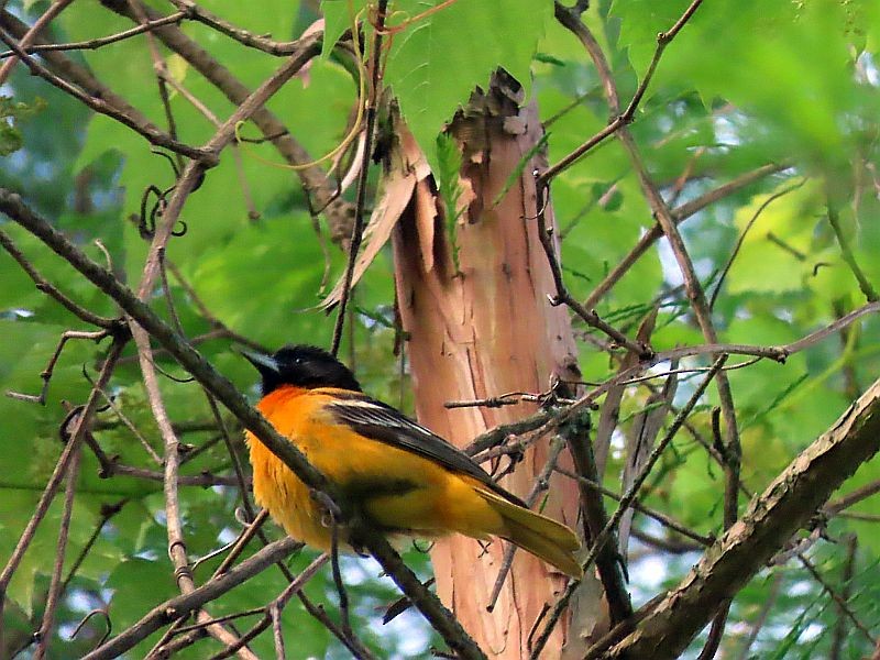 Baltimore Oriole - Tracy The Birder