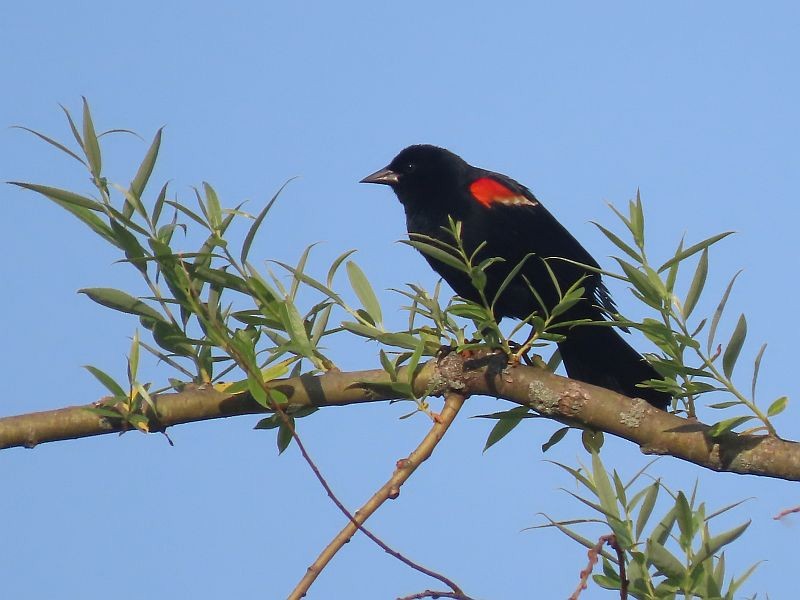 Red-winged Blackbird - ML576006431