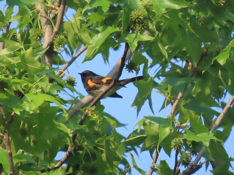 American Redstart - Tracy The Birder