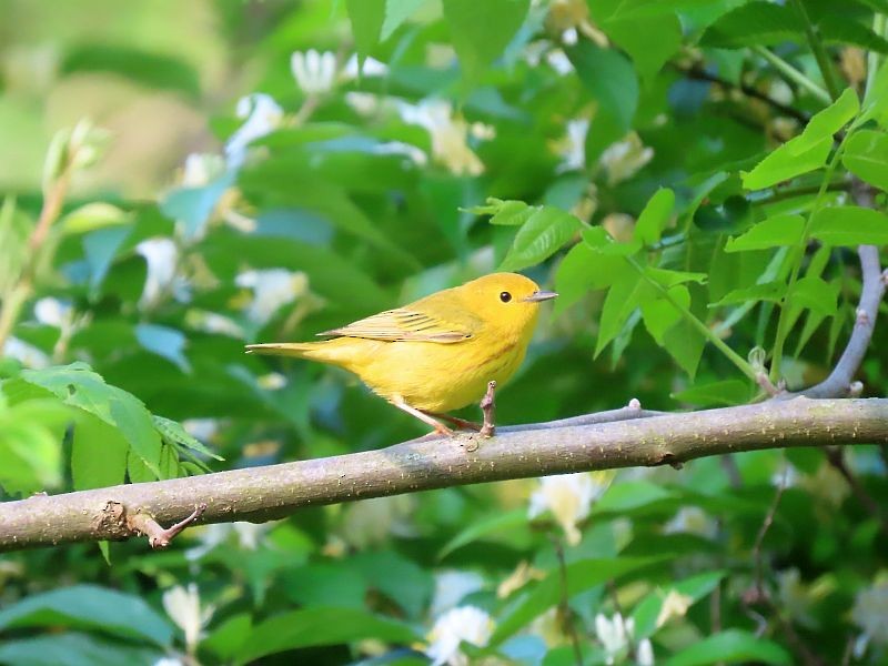 Paruline jaune - ML576006611