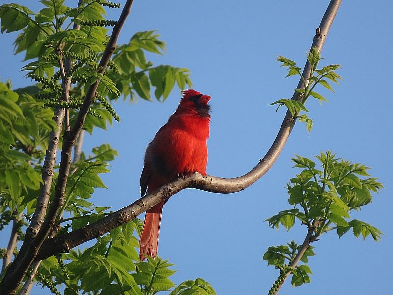 Northern Cardinal - ML576006651