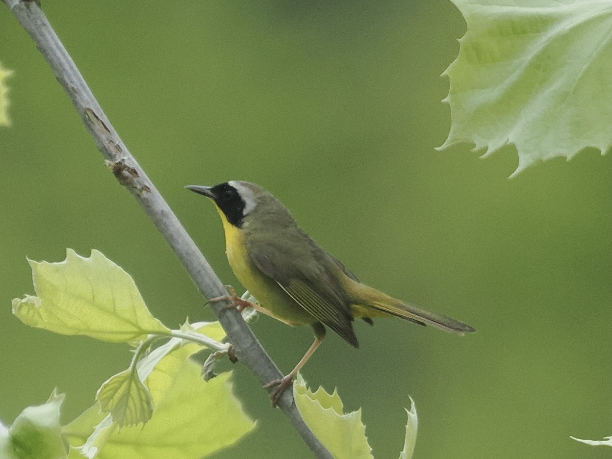 Common Yellowthroat - ML576006991