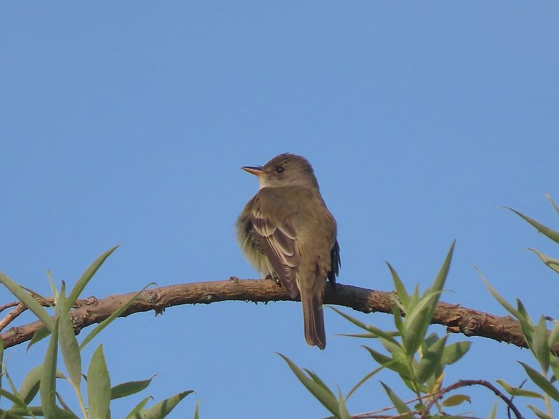 Willow Flycatcher - ML576007061