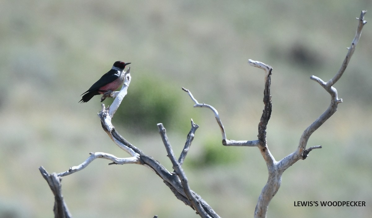 Lewis's Woodpecker - Wayne Diakow