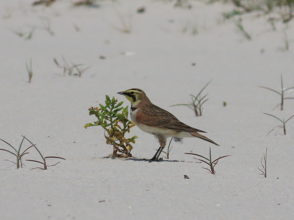 Horned Lark - ML576008141