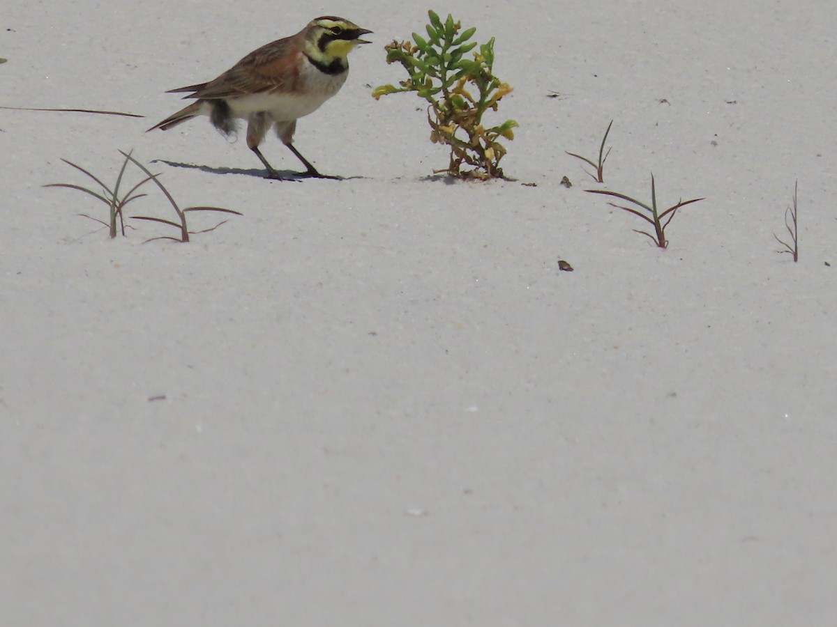 Horned Lark - ML576008251