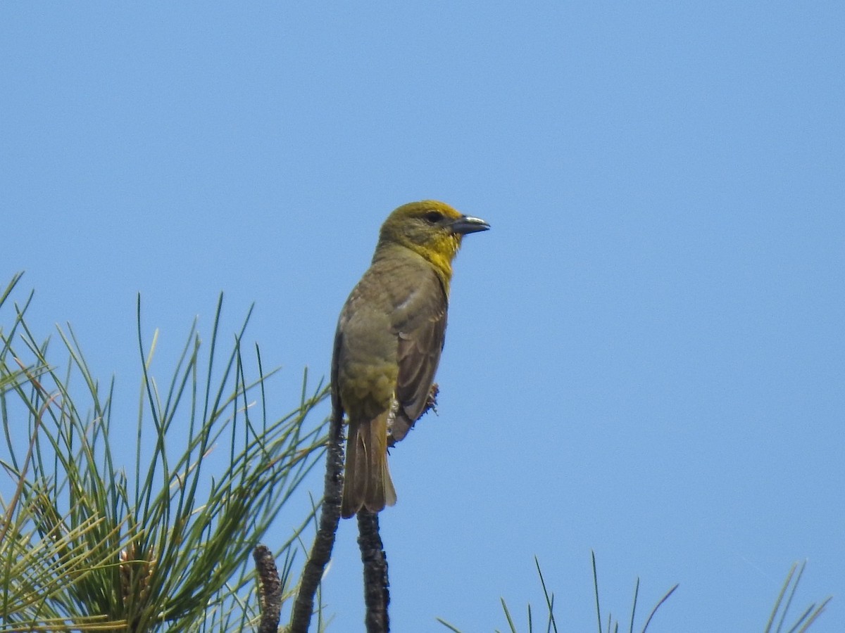 Hepatic Tanager - ML576009211