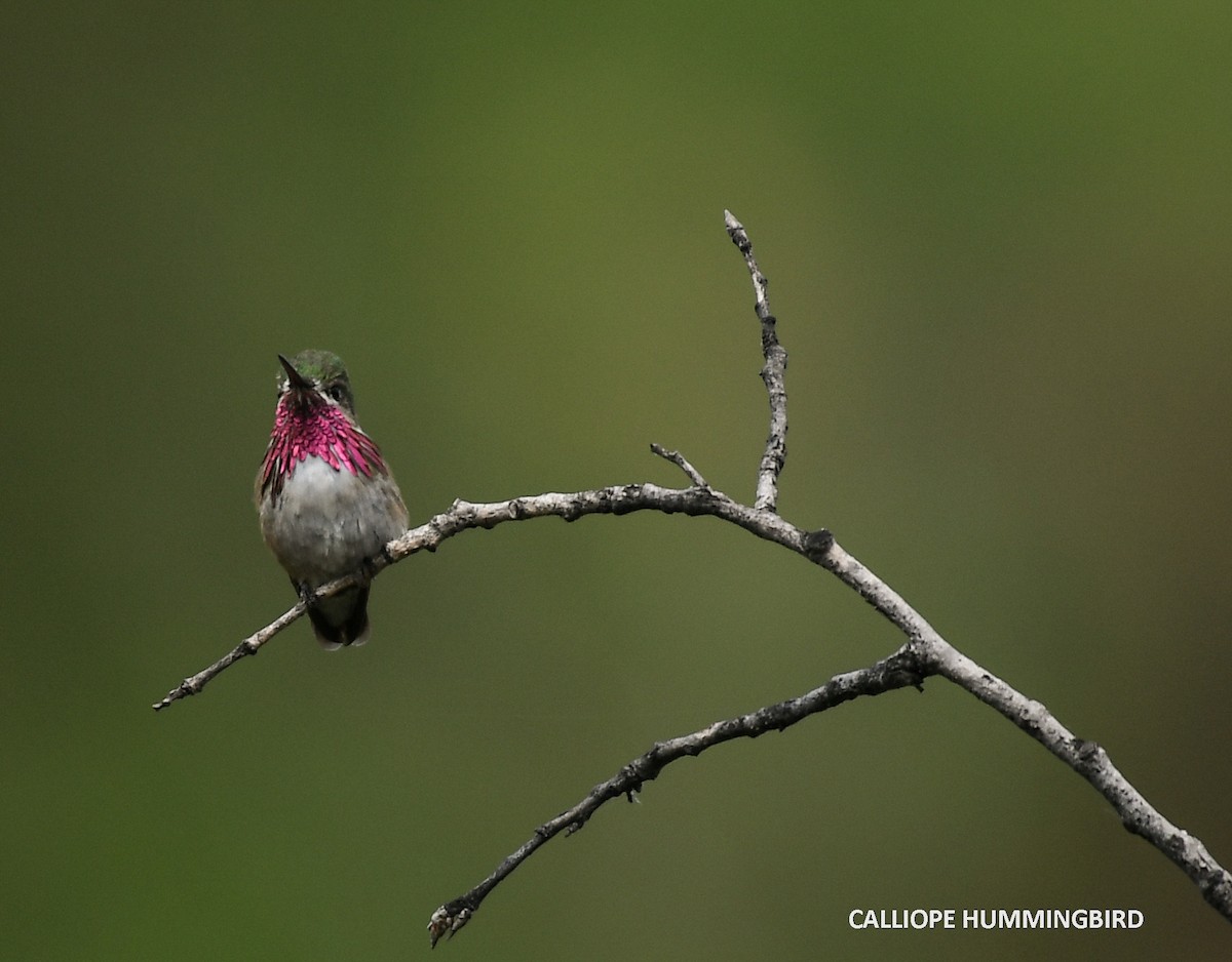 Calliope Hummingbird - Wayne Diakow